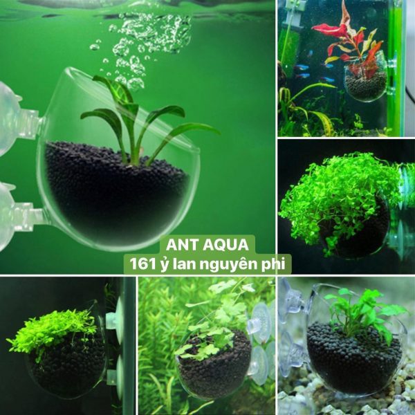 CỐC THỦY TINH TRỒNG CÂY