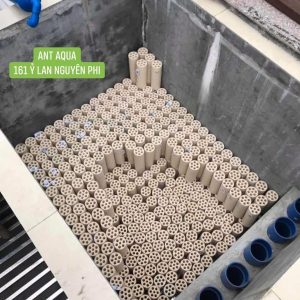 Sứ lọc củ sen - moutain tree thế hệ 2