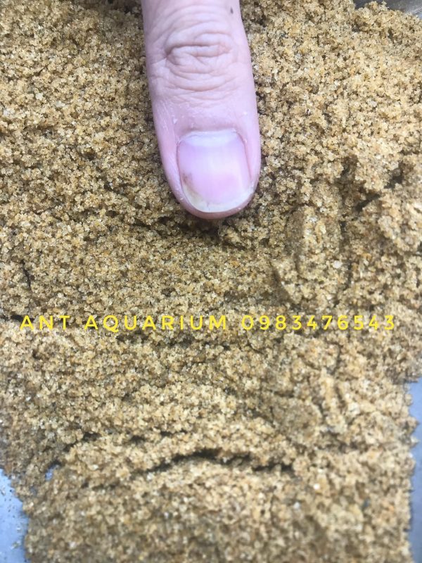 Cát Vàng Nắng