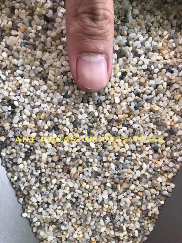 Sỏi 3 Màu