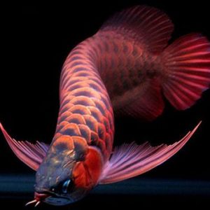 PHỤ KIỆN HỒ CÁ - TÉP