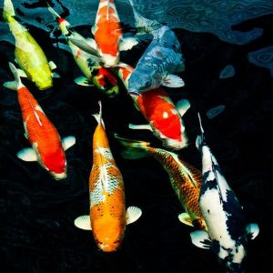 THIẾT BỊ HỒ CÁ KOI