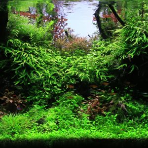 PHỤ KIỆN HỒ THỦY SINH