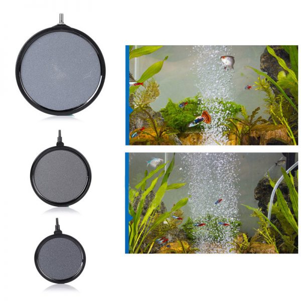 SỦI ĐĨA CÓ VIỀN 10-13-20cm