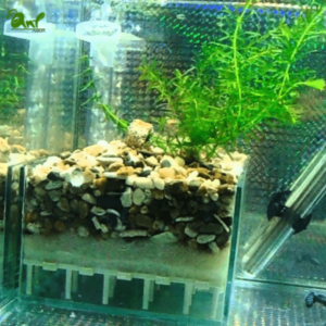 Bô sủi đáy Đài Loan